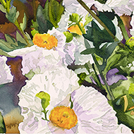 Matilija Poppies No 7